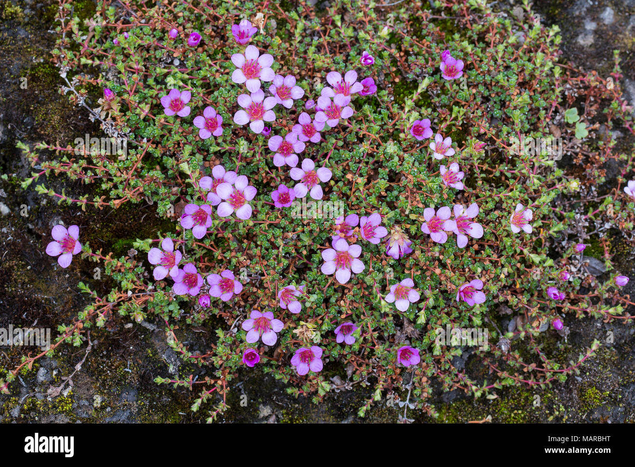 Purple Saxifrage (Saxifraga oppositifolia), flowering. Svalbard Stock Photo