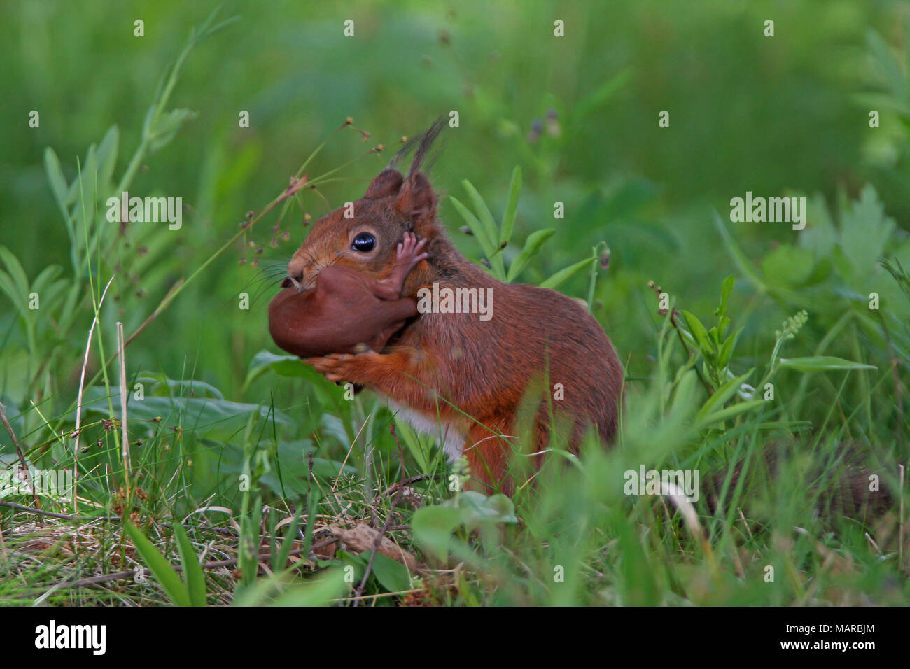 Red Squirrel (Sciurus vulgaris). Mother carrying young. Dalarna, Schweden Stock Photo