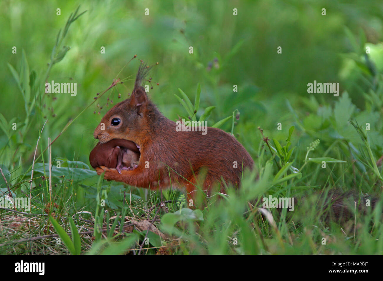 Red Squirrel (Sciurus vulgaris). Mother carrying young. Dalarna, Schweden Stock Photo