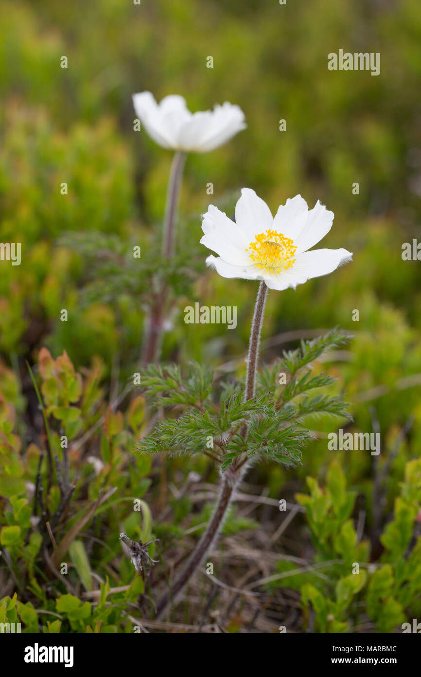 White Pasque Flower, subspec. (Pulsatilla alpina subsp. alba) flowering at the mountain Brocken. Harz National Park, Saxony-Anhalt, Germany Stock Photo