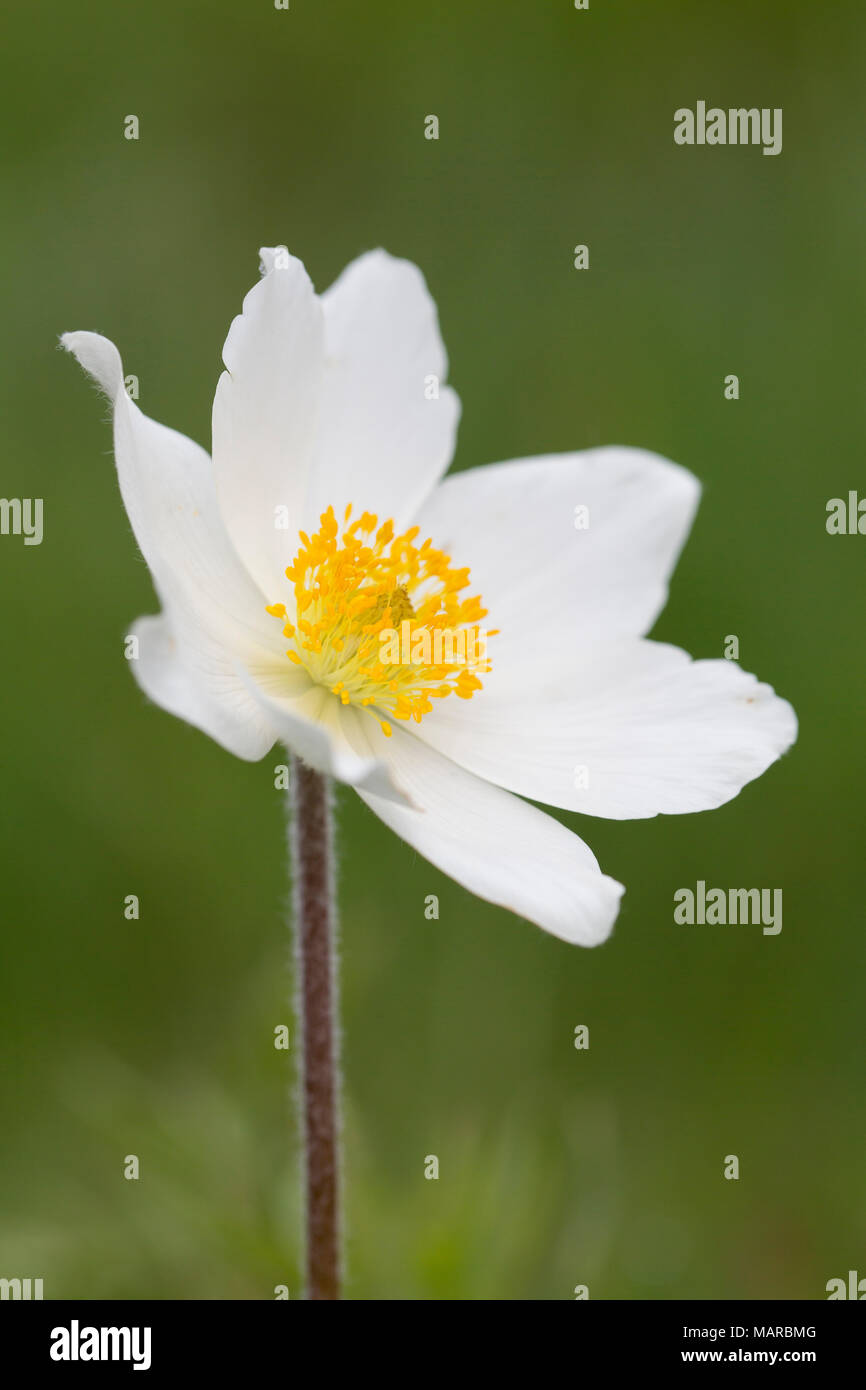 White Pasque Flower, subspec. (Pulsatilla alpina subsp. alba) flowering at the mountain Brocken. Harz National Park, Saxony-Anhalt, Germany Stock Photo