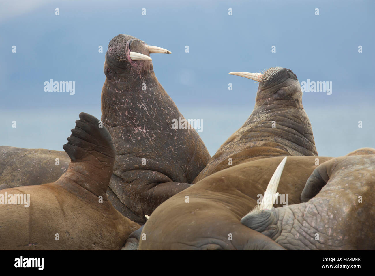 Atlantic Walrus (Odobenus rosmarus). Two males squabbling on a beach. Svalbard, Norway Stock Photo