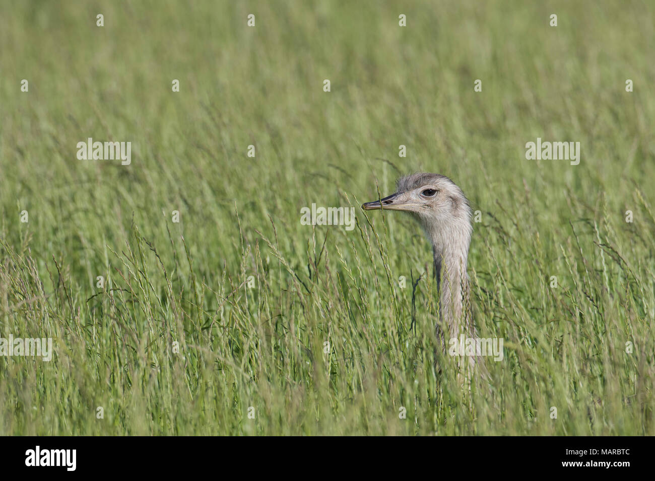Greater Rhea (Rhea americana). Adult female in tall grass. Mecklenburg-West Pomerania, Germany Stock Photo