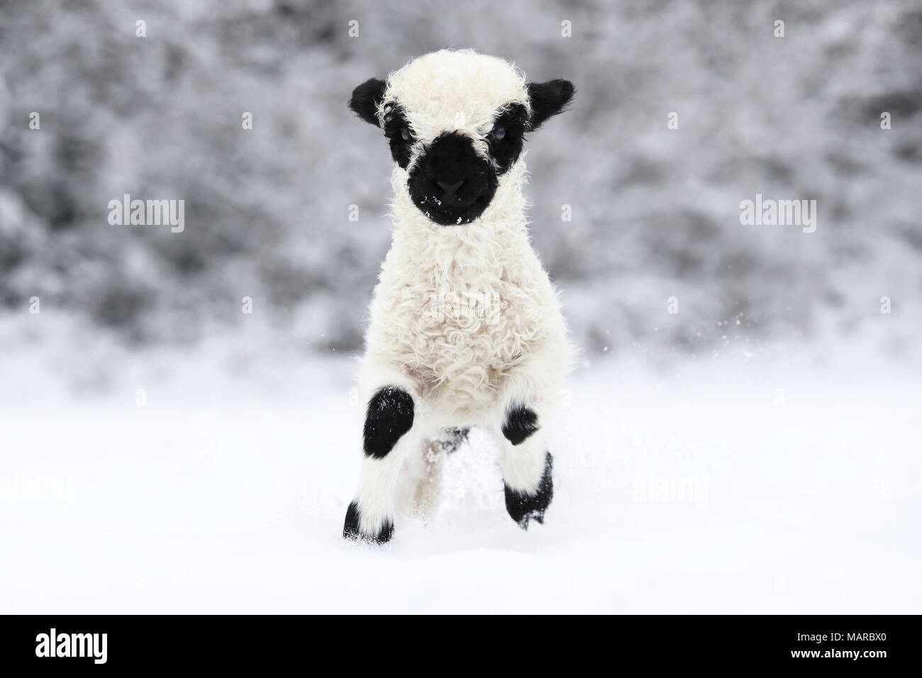 Valais Blacknose Sheep. Lamb (2 weeks old) running in snow. Germany Stock Photo