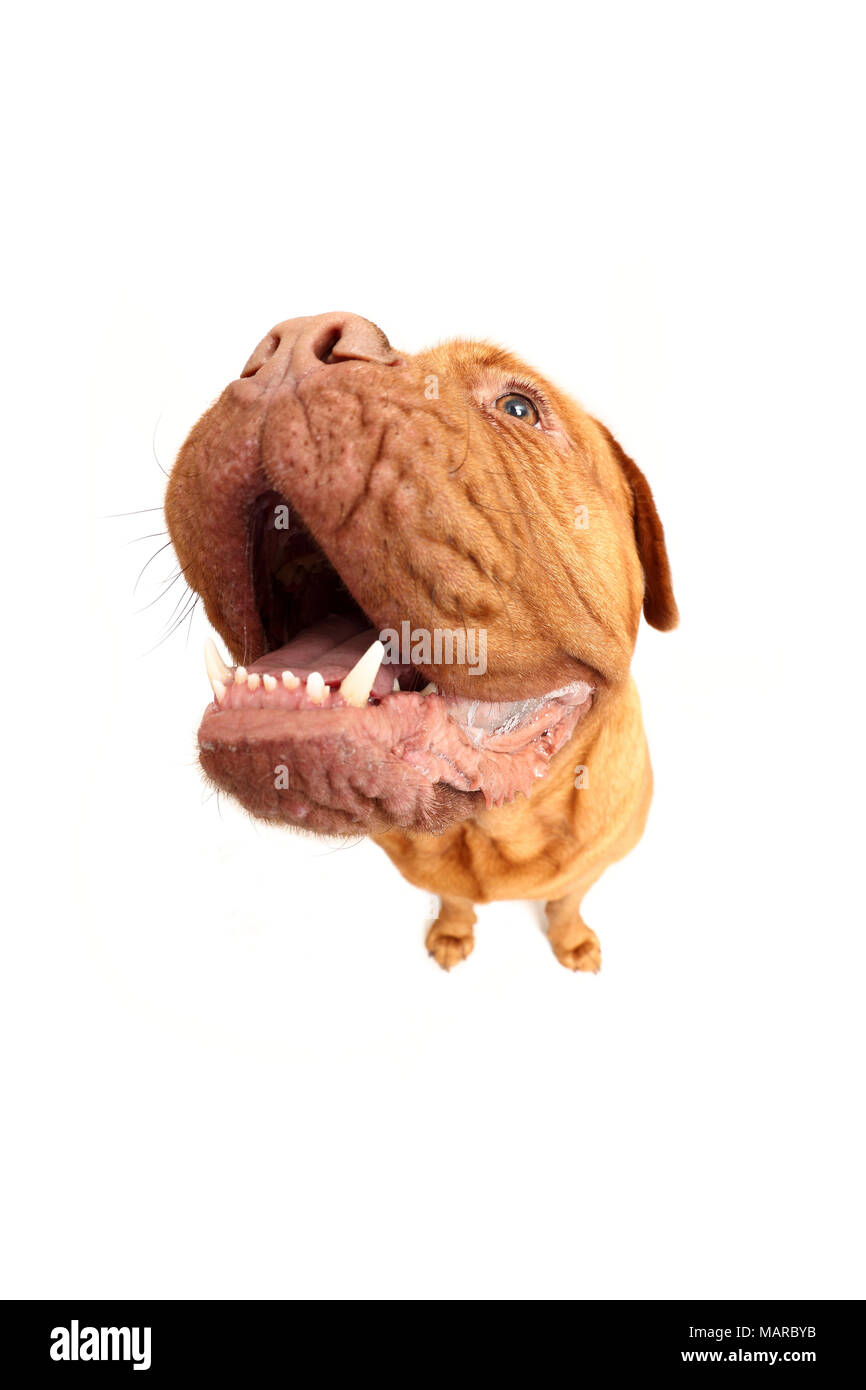 Dogue de Bordeaux, Bordeaux Mastiff. Adult male sitting, looking up. Studio picture against a white background. Germany Stock Photo