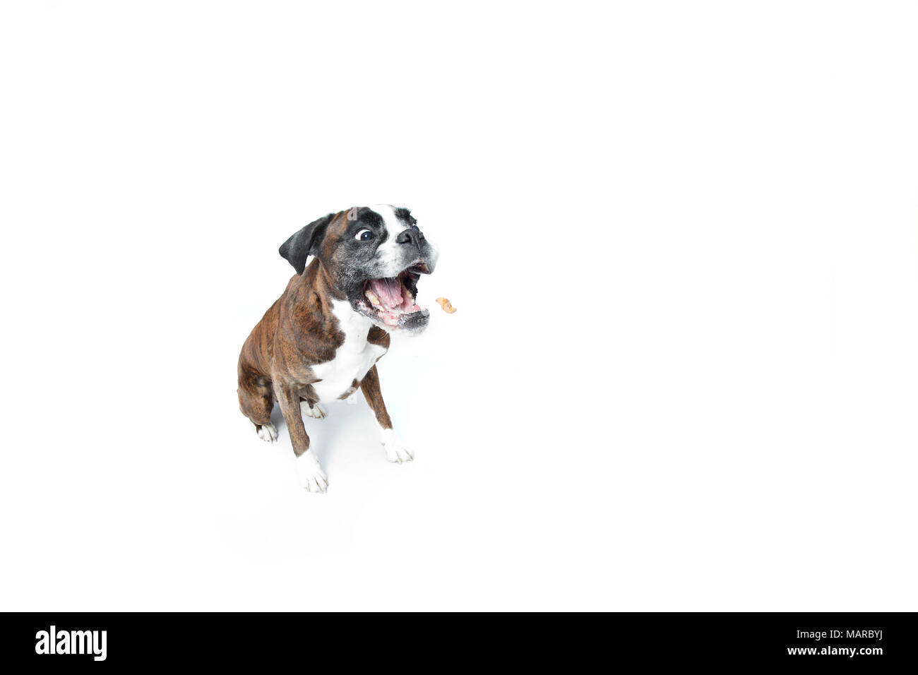 Boxer. Adult bitch sitting, fetching a treat. Studio picture against a white background. Germany Stock Photo