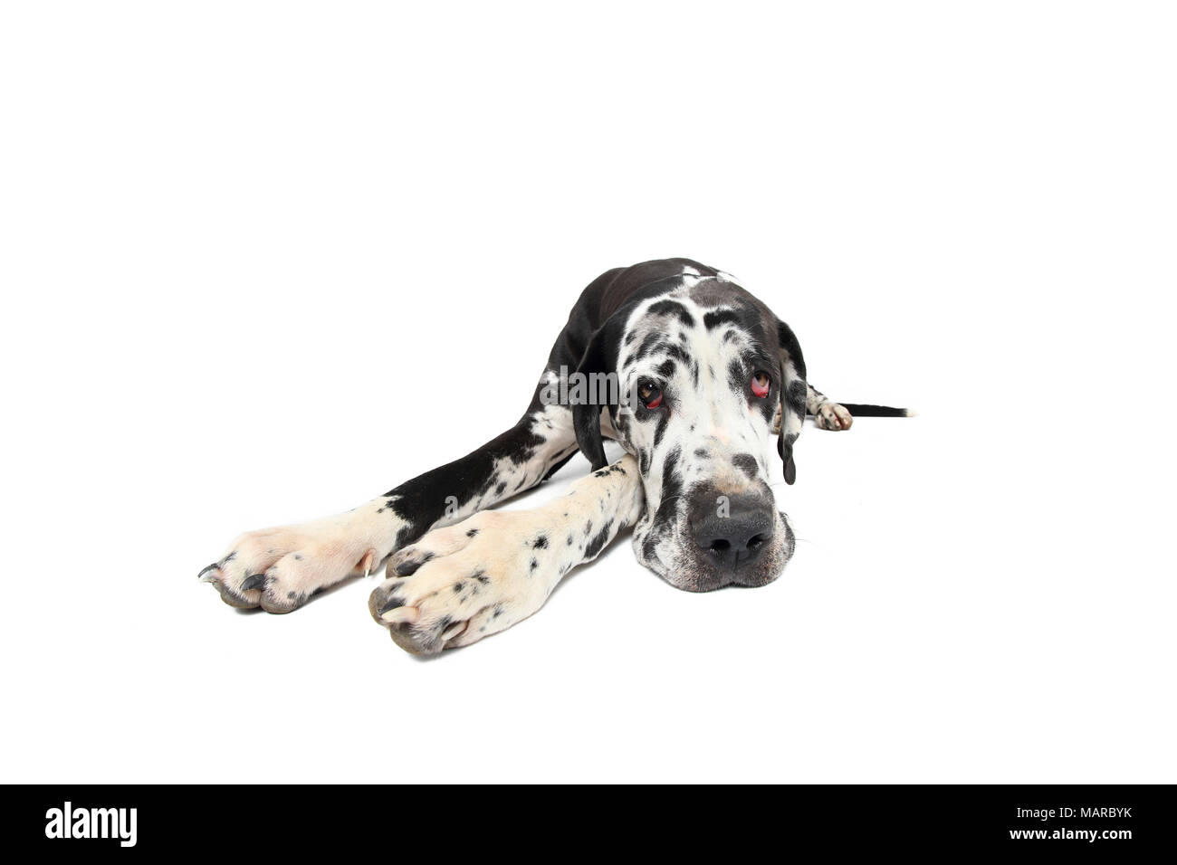 Great Dane. Adult bitch lying, seen head-on. Studio picture against a white background. Germany Stock Photo