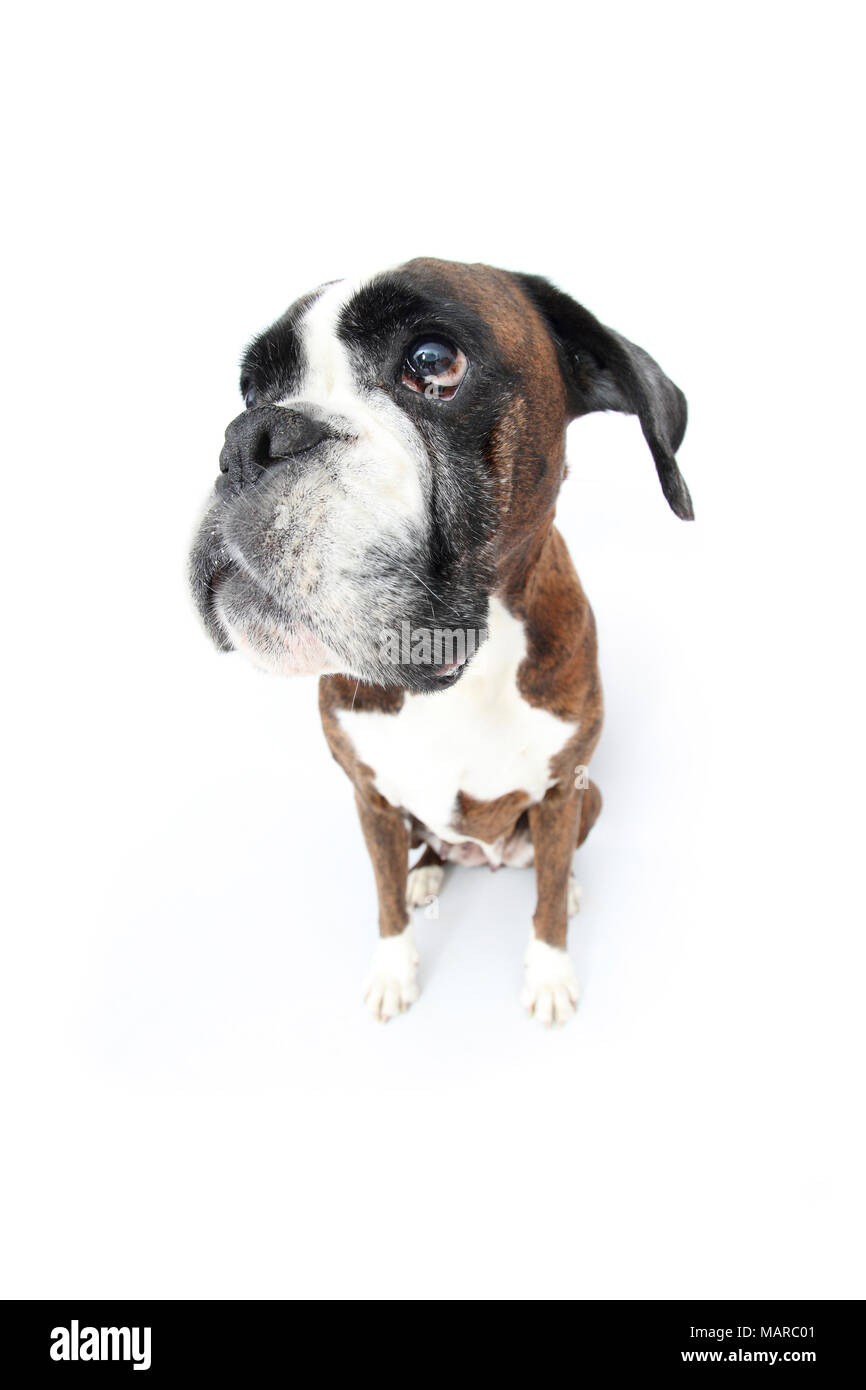 Boxer. Adult bitch sitting. Studio picture against a white background. Germany Stock Photo