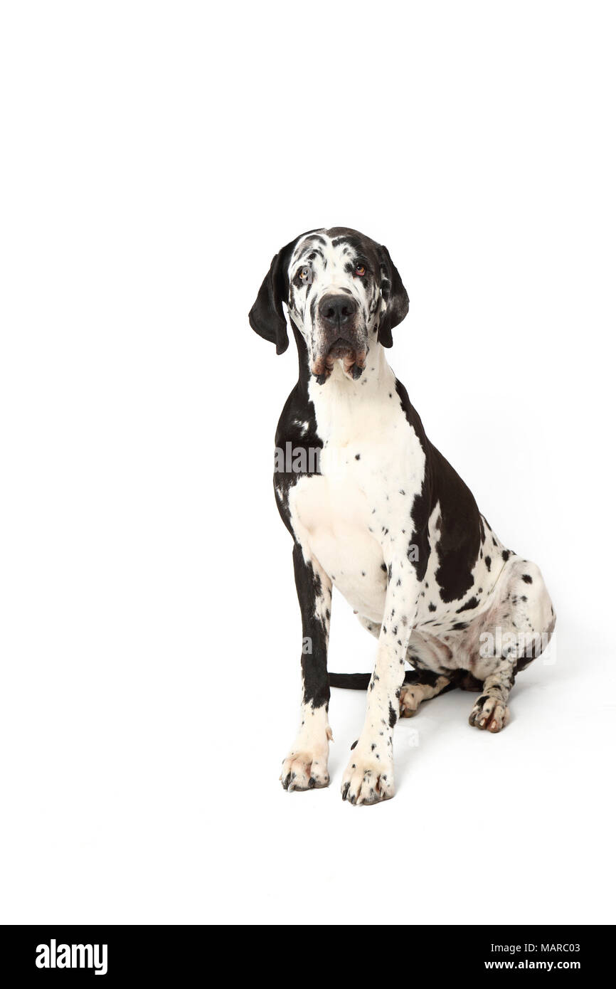 Great Dane. Adult bitch sitting. Studio picture against a white background. Germany Stock Photo