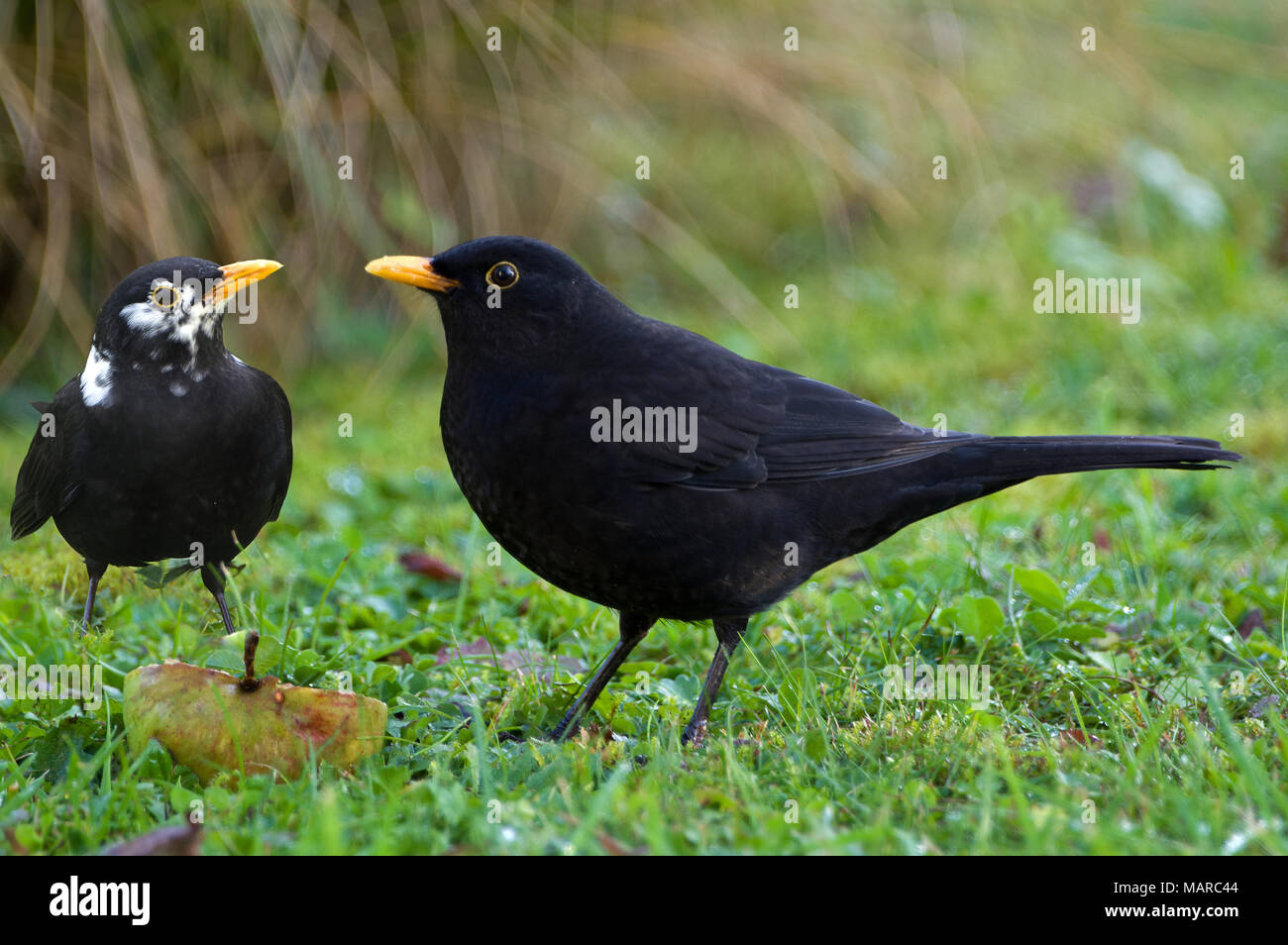 Blackbird (Turdus merula) Two males: One pure black, the other with white feathers in a garden. Germany Stock Photo