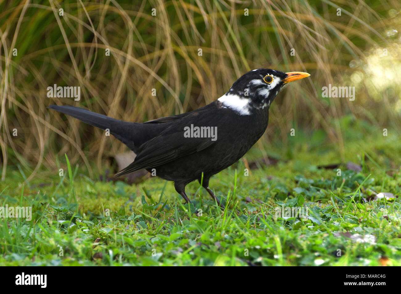 Blackbird (Turdus merula) Male with white feathers in a garden. Germany Stock Photo