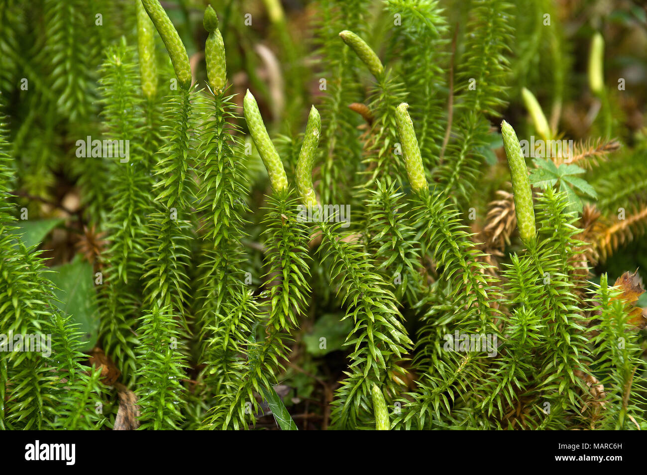 diphasiastrum-complanatum-hi-res-stock-photography-and-images-alamy