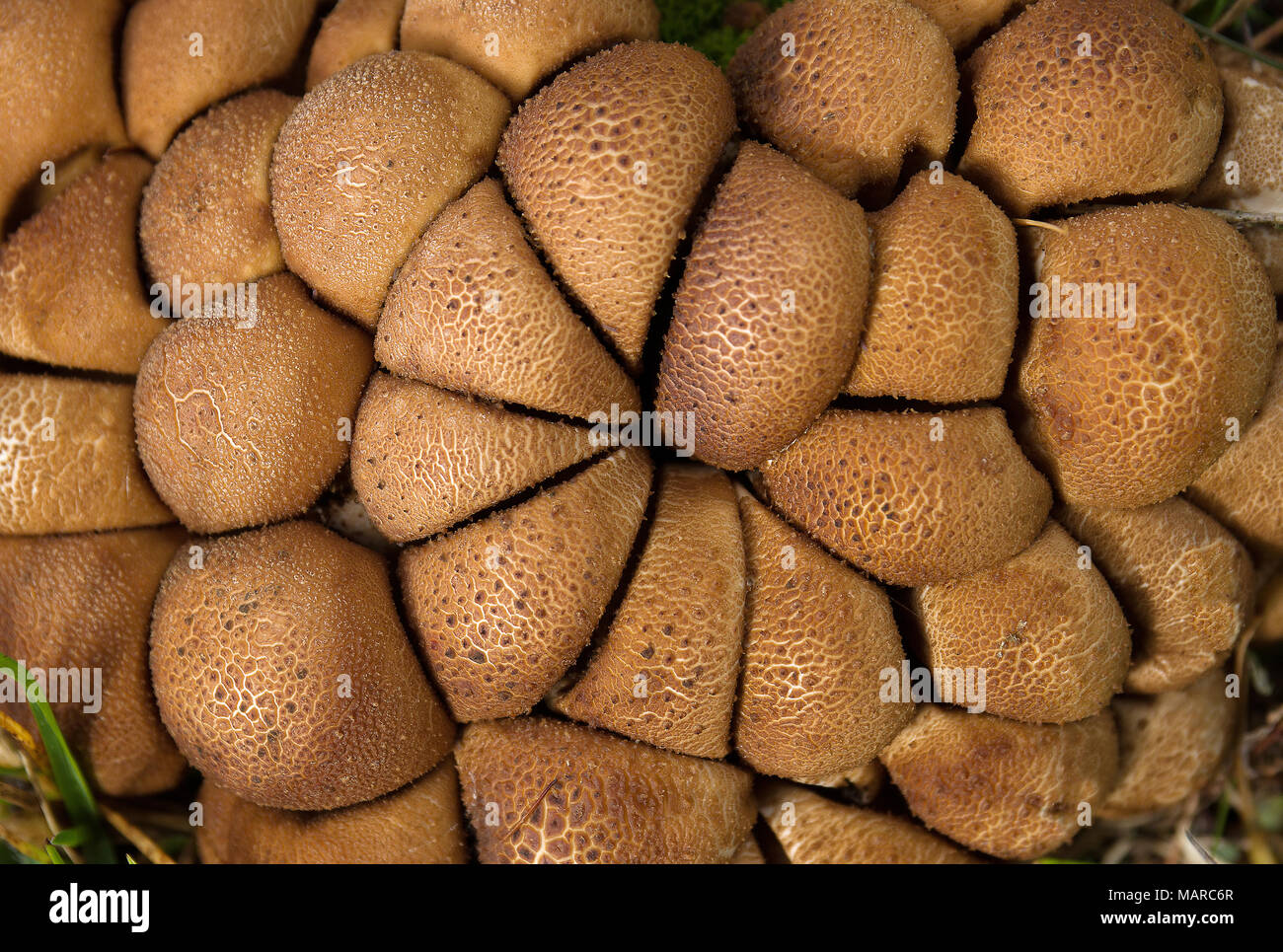 Pear-shaped Puffball (Lycoperdon pyriforme), fruit bodies growing tightly. Austria Stock Photo