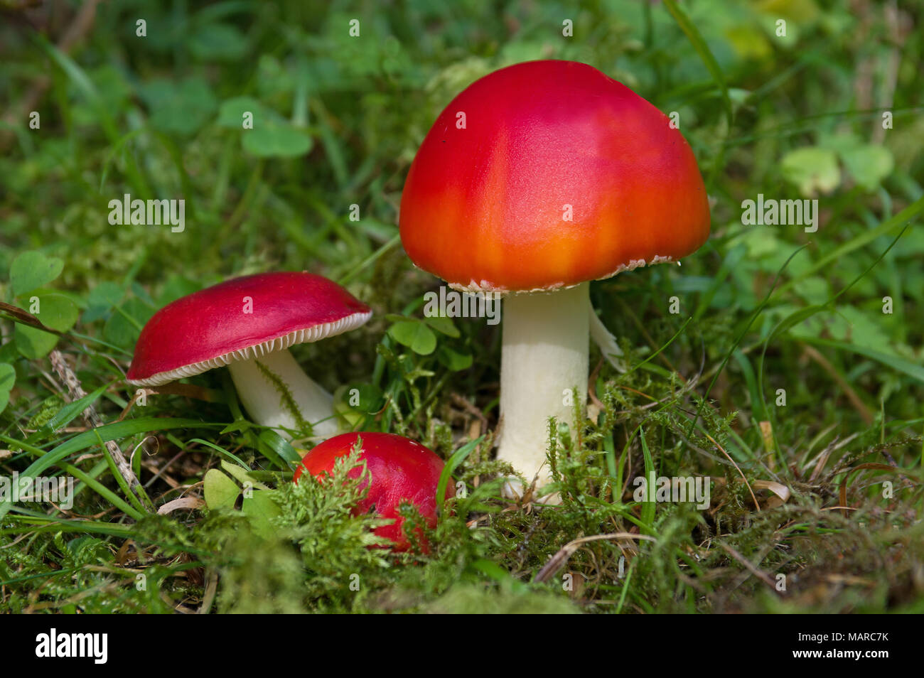 Most red fungi a poisonous, so be careful ! In this case: Sickener Mushroom, Emetic Russula (Russula emetica) to the left, Fly Agaric (Amanita muscaria) to the right. Germany Stock Photo