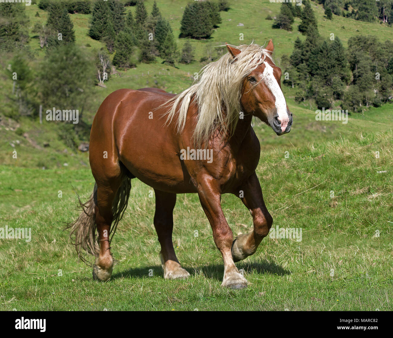 Noriker Horse. Chestnut stallion trotting an alpine meadow. Austria Stock Photo