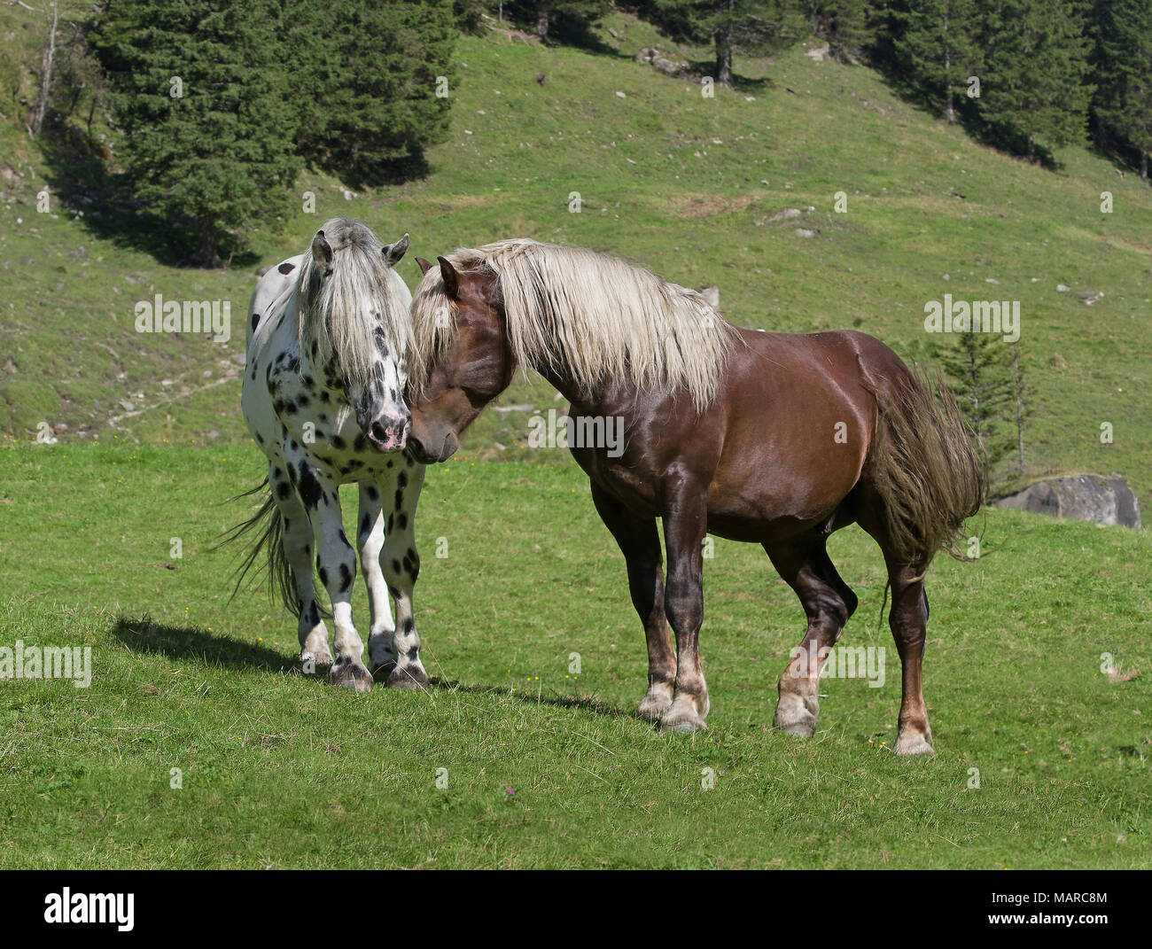 Noriker. Friendy contact between two stallions (leopard-spotted and chestnut) on an alpine meadow, Austria .Ã–sterreich Stock Photo