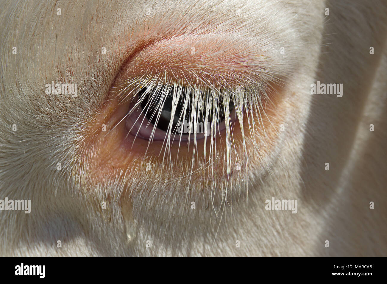 Domestic Cattle, Simmental Cattle. Eye of a cow close-up, with long eyelashes. Italy Stock Photo