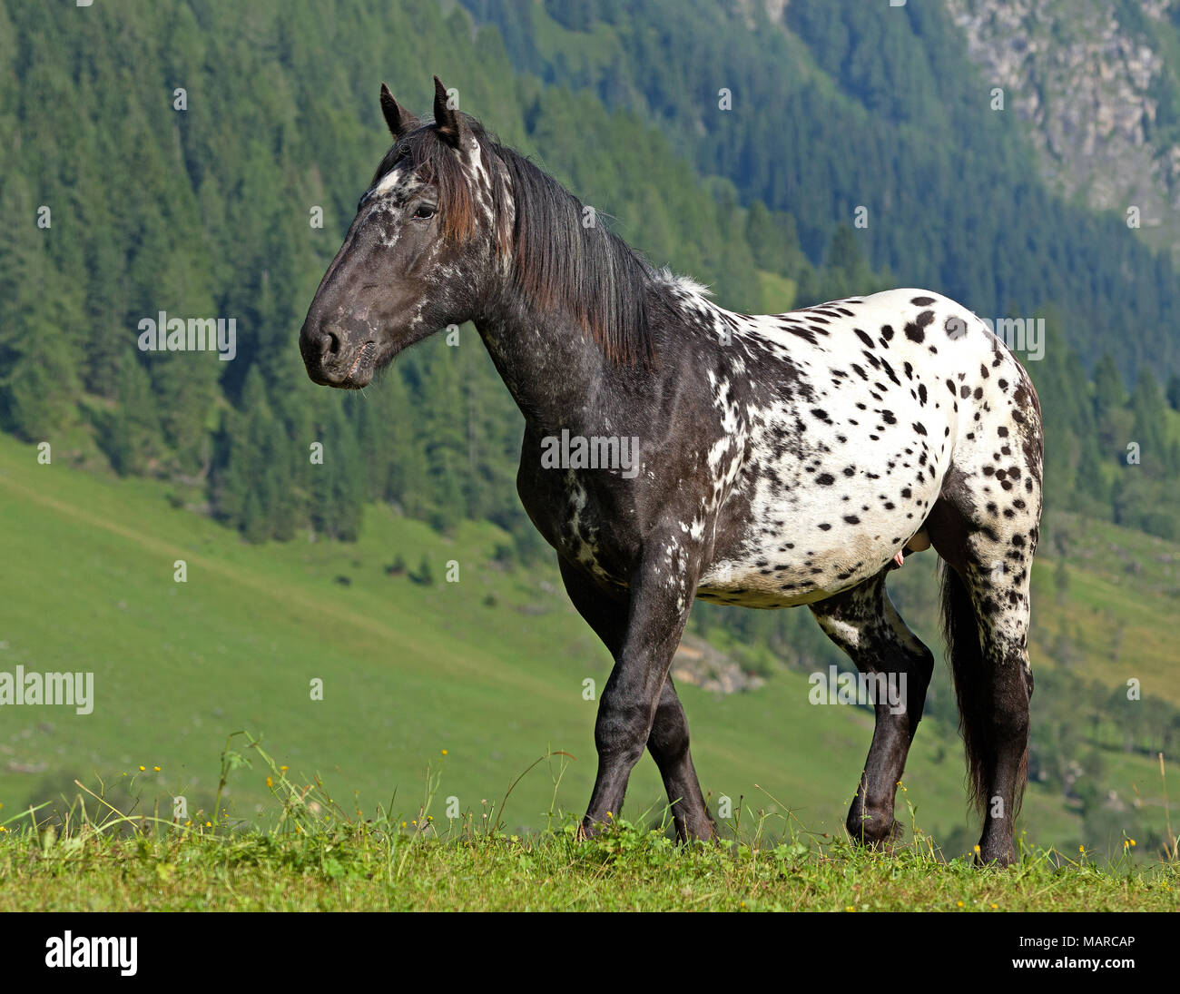 Noriker Horse. Leopard-spotted horse walking on a mountain pasture. Austria Stock Photo
