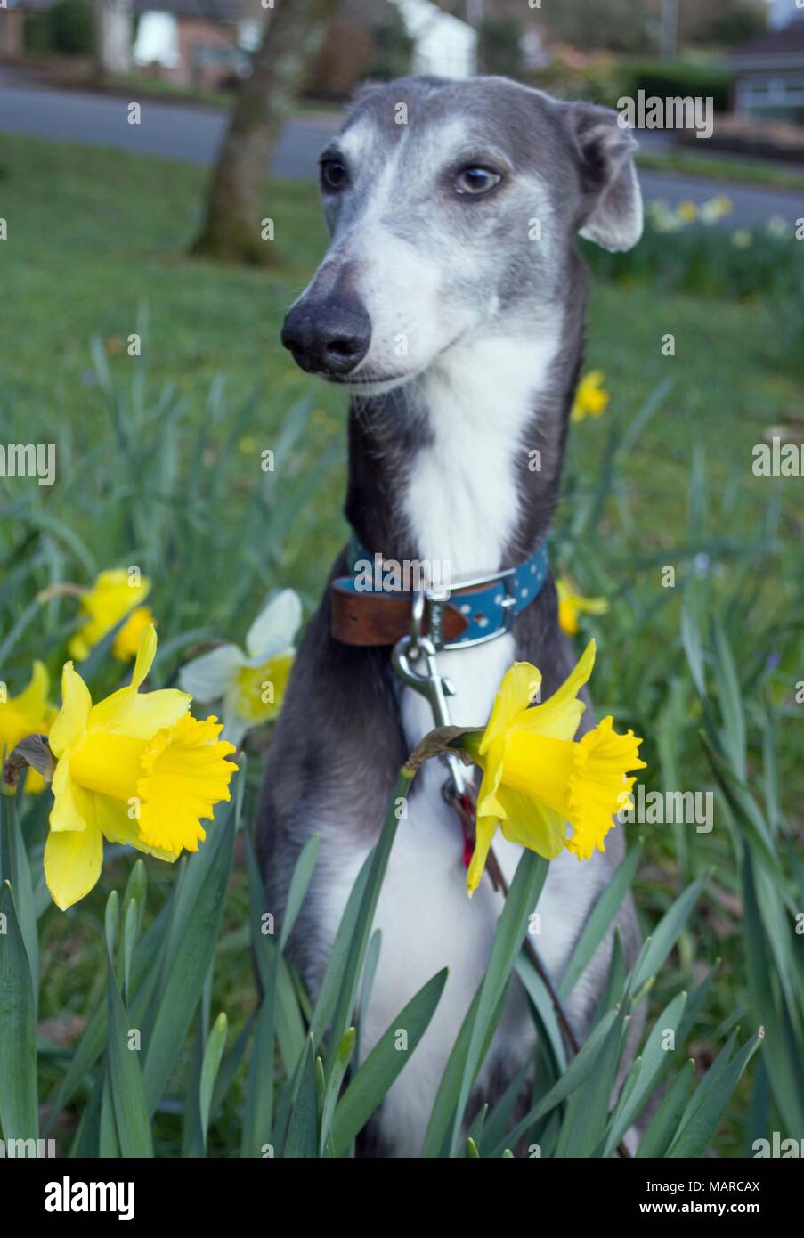 Dog posing amongst the Welsh Daffodils in Spring Stock Photo Alamy
