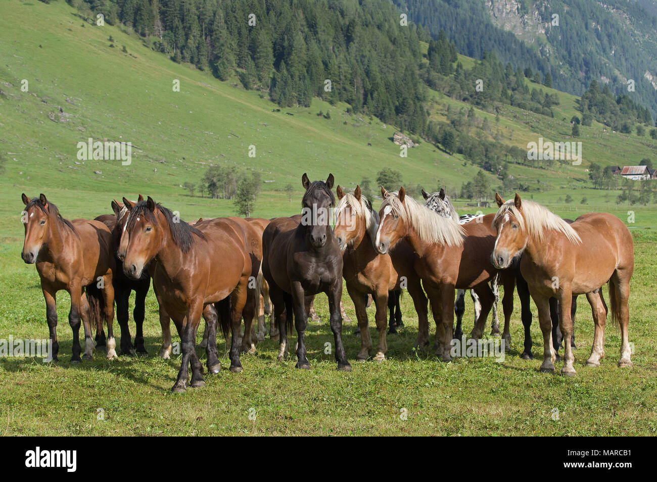 Noriker Horse. Herd of juveniles standing on an alpine meadow. Rauris Valley, Austria Stock Photo