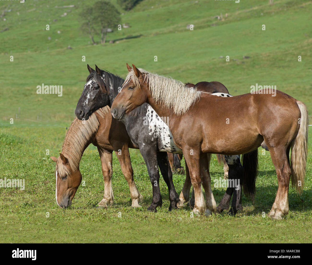 Noriker Horse.Three juveniles standing on an alpine meadow. Pinzgau, Austria Stock Photo