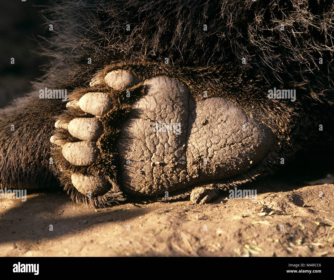 Hind foot hi-res stock photography and images - Alamy
