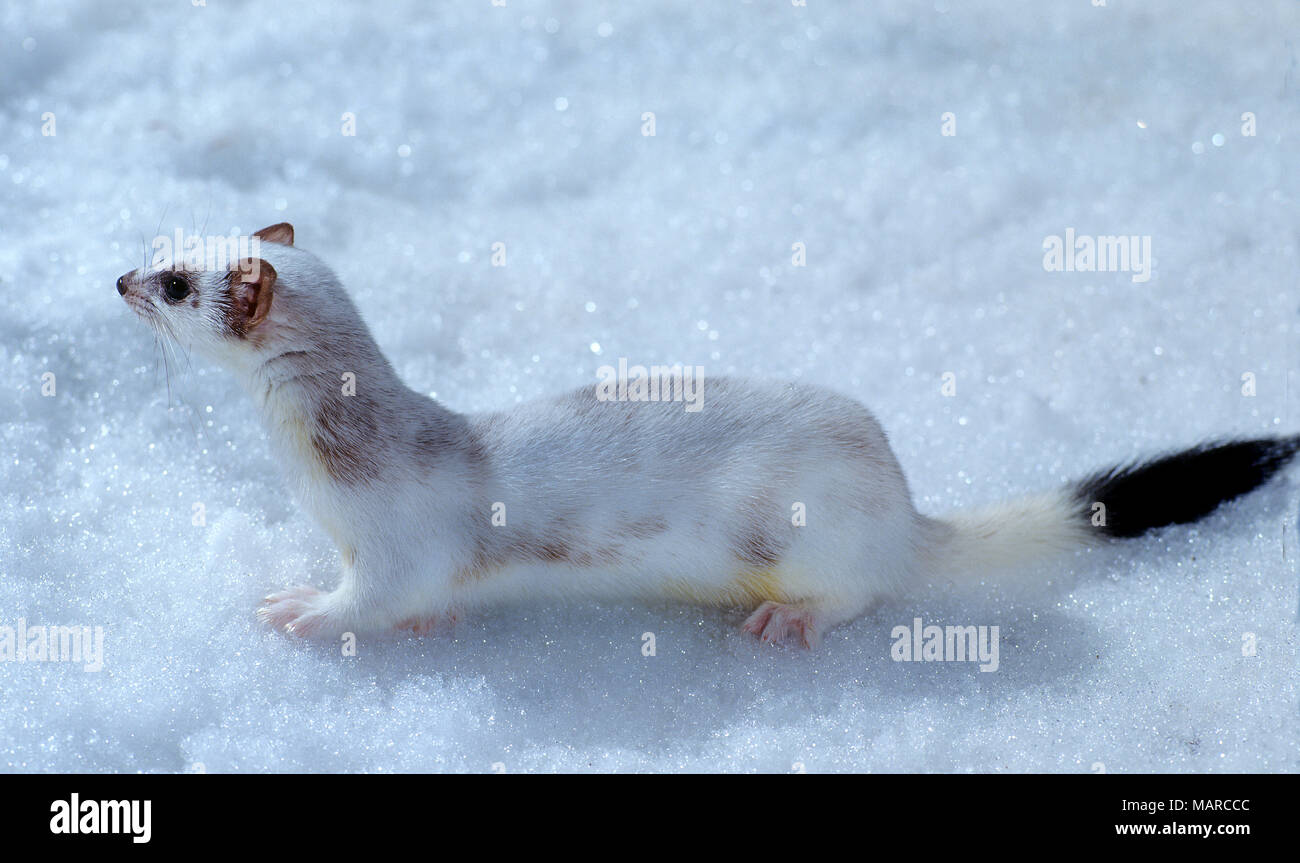 Stoat, Ermine (Mustela erminea) in spring, moulting in summer fur. Germany Stock Photo