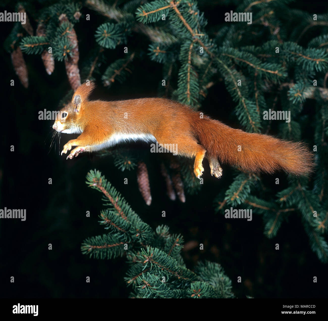 Red Squirrel (Sciurus vulgaris) leaping in a fir. Germany Stock Photo