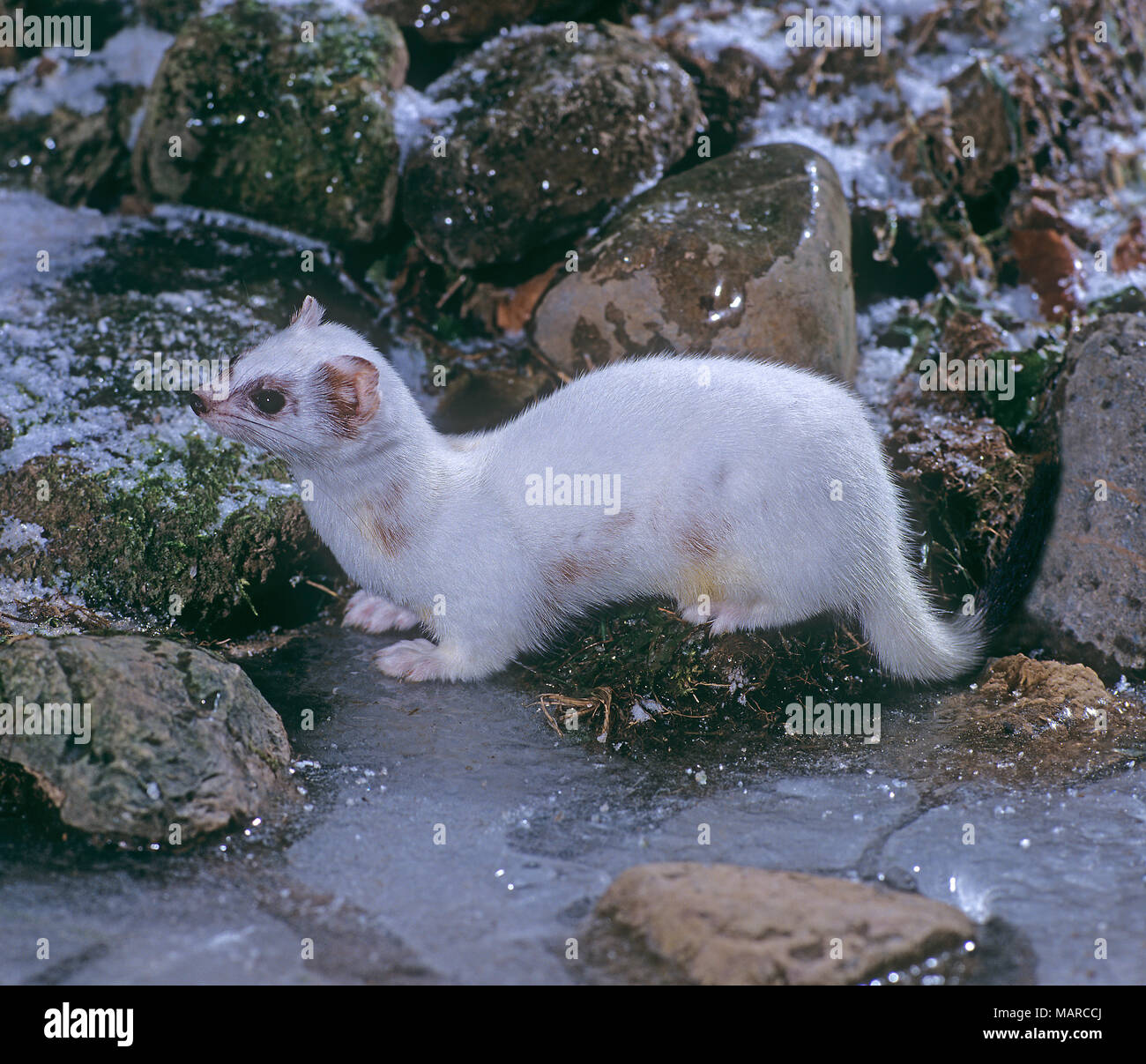 Fur ermine hi-res stock photography and images - Alamy