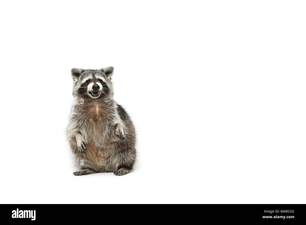 Raccoon (Procyon lotor). Adult sitting on its haunches. Studio picture against a white background. Germany Stock Photo