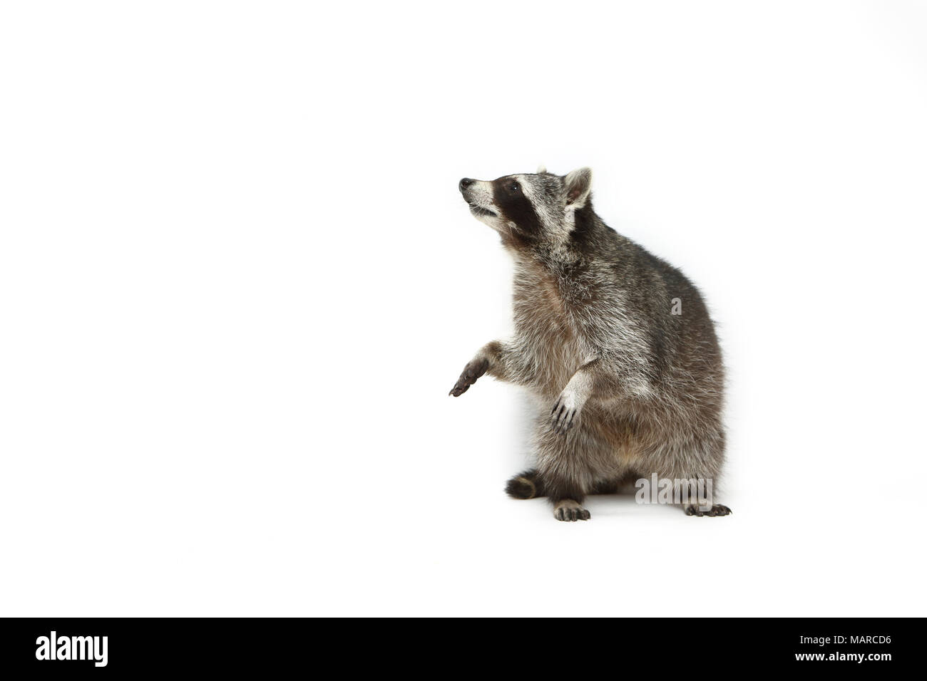 Raccoon (Procyon lotor). Adult sitting on its haunches. Studio picture against a white background. Germany Stock Photo