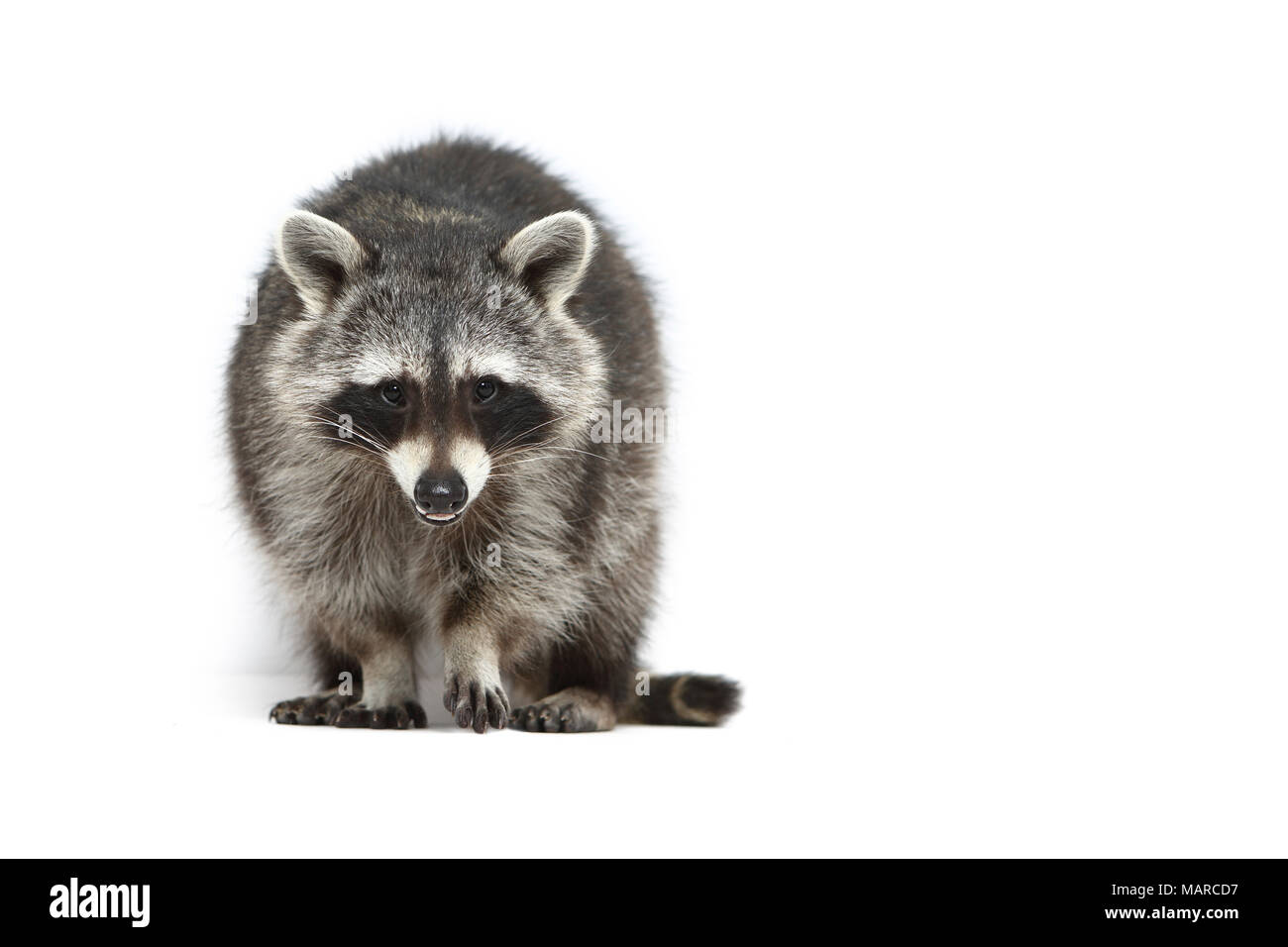 Raccoon (Procyon lotor). Adult standing, seen head-on. Studio picture against a white background. Germany Stock Photo