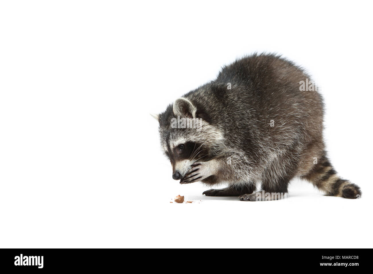 Raccoon (Procyon lotor). Adult eating, seen side-on. Studio picture against a white background. Germany Stock Photo