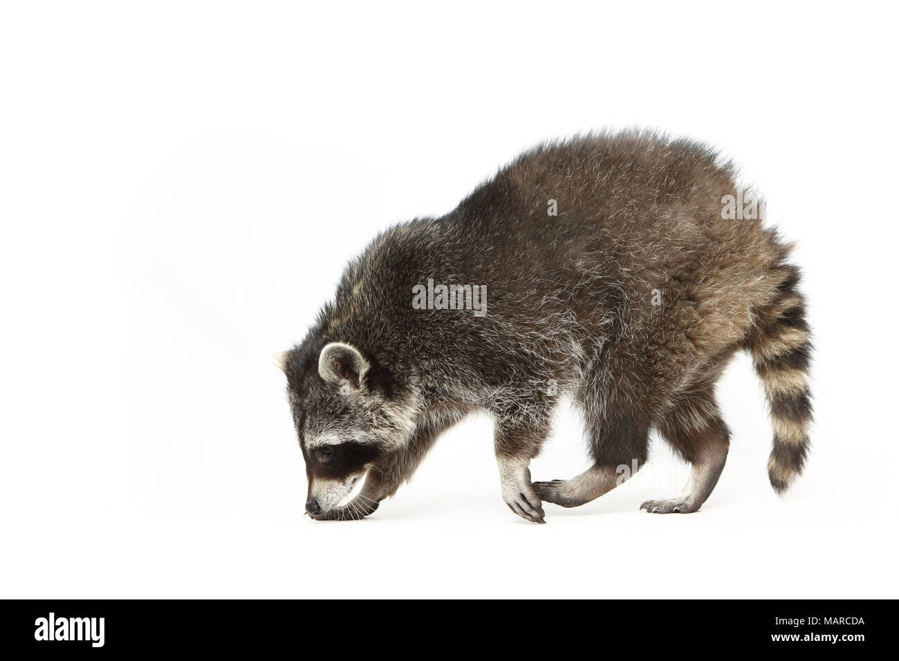 Raccoon (Procyon lotor). Adult walking, seen side-on. Studio picture against a white background. Germany Stock Photo