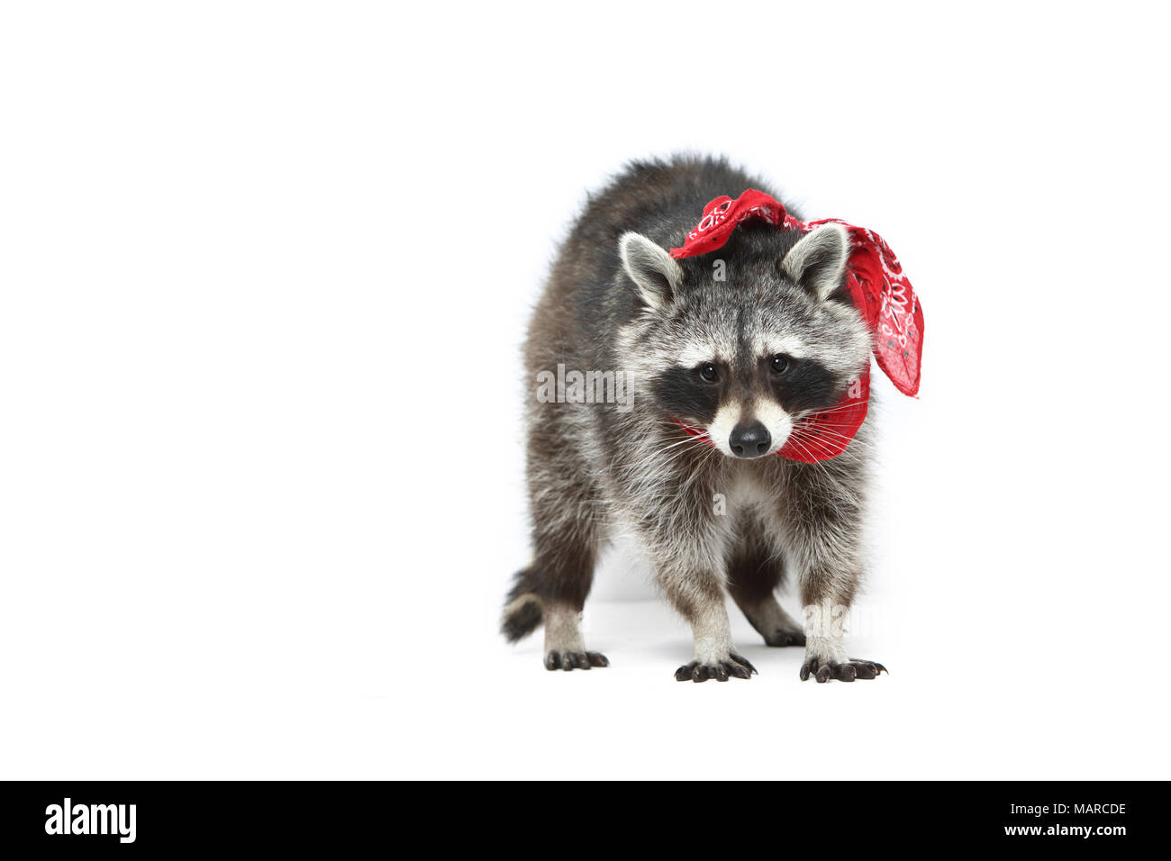 Raccoon (Procyon lotor). Adult standing, wearing a red scarf. Studio picture against a white background. Germany Stock Photo