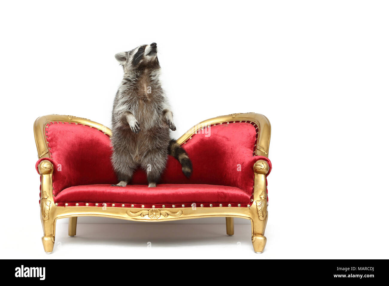 Raccoon (Procyon lotor). Adult standing upright on a baroque couch. Studio picture against a white background. Germany Stock Photo