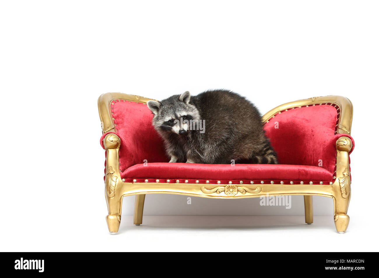 Raccoon (Procyon lotor). Adult standing on a baroque couch. Studio picture against a white background. Germany Stock Photo