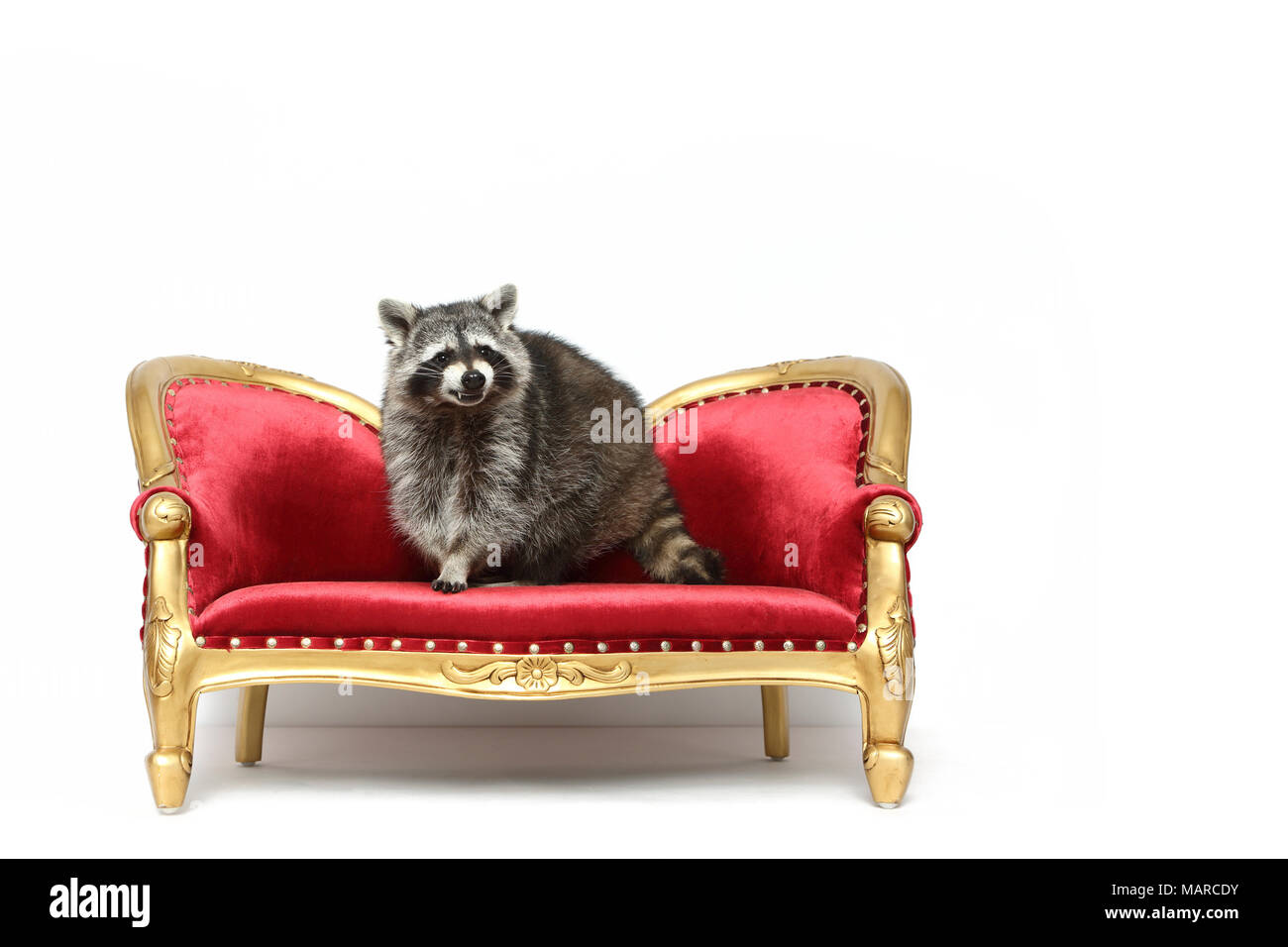 Raccoon (Procyon lotor). Adult standing on a baroque couch. Studio picture against a white background. Germany Stock Photo