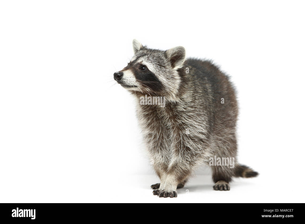 Raccoon (Procyon lotor). Adult standing, seen head-on. Studio picture against a white background. Germany Stock Photo
