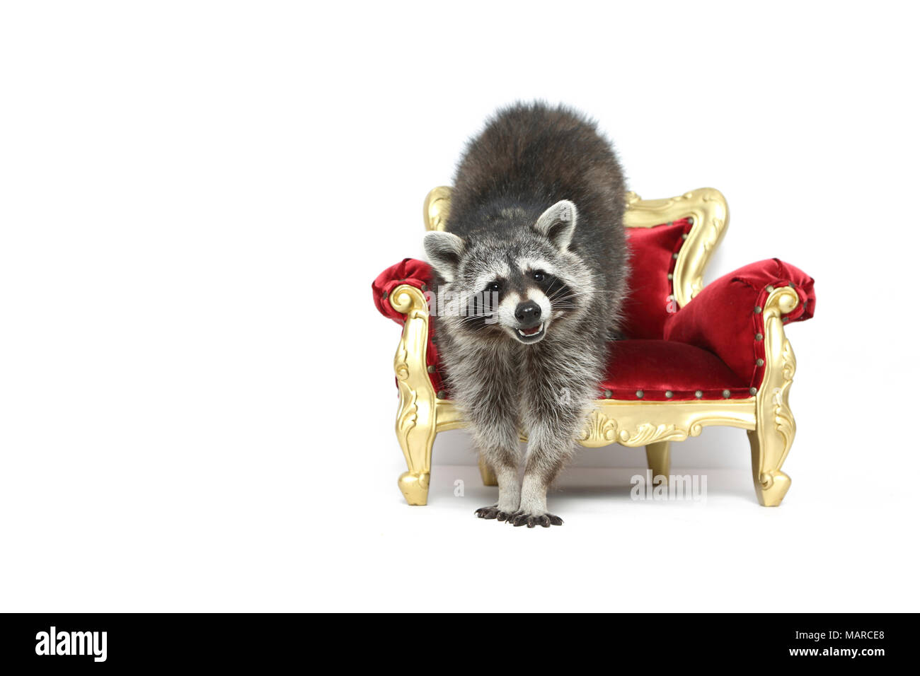 Raccoon (Procyon lotor). Adult standing on a baroque armchair. Studio picture against a white background. Germany Stock Photo