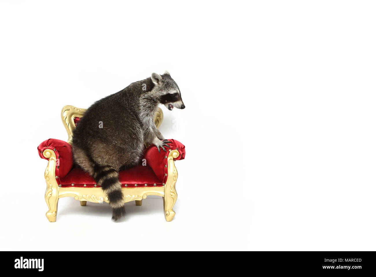 Raccoon (Procyon lotor). Adult sitting on a baroque armchair. Studio picture against a white background. Germany Stock Photo