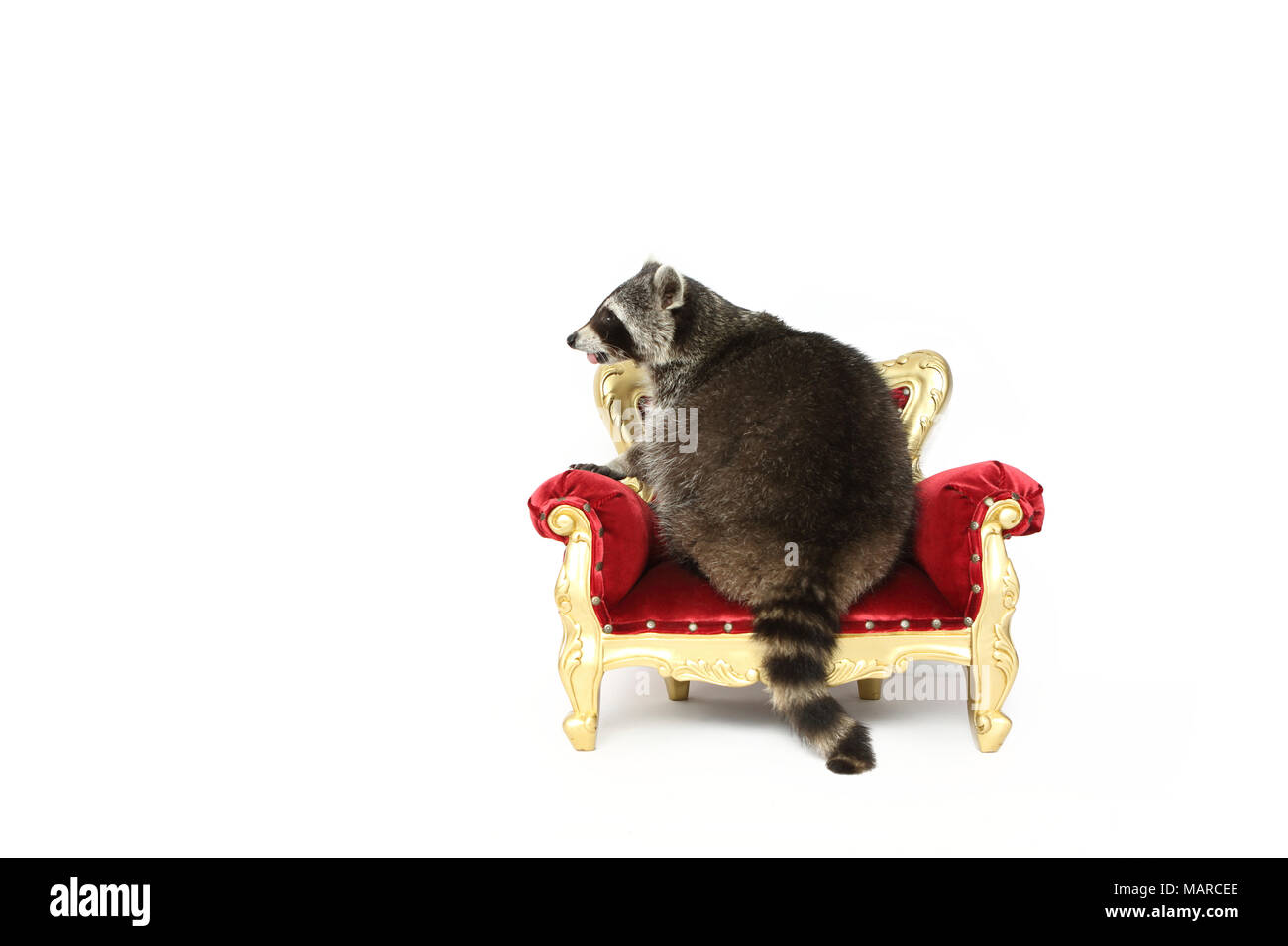 Raccoon (Procyon lotor). Adult sitting on a baroque armchair. Studio picture against a white background. Germany Stock Photo