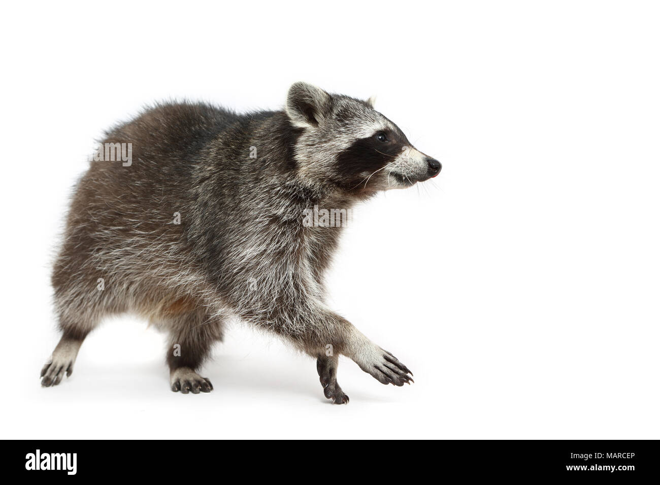 Raccoon (Procyon lotor). Adult walking, seen side-on. Studio picture against a white background. Germany Stock Photo