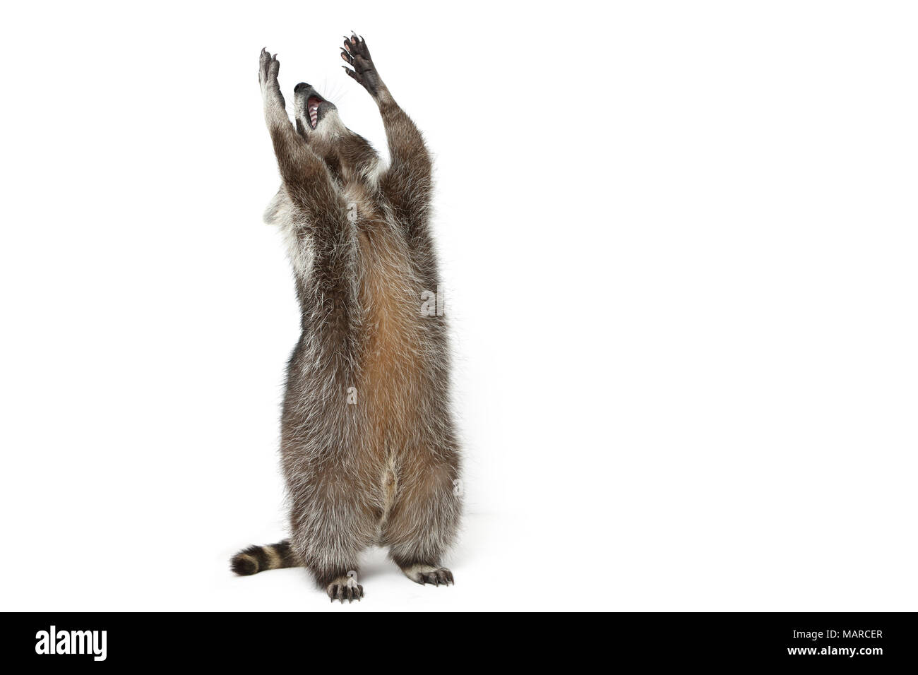 Raccoon (Procyon lotor). Adult standing on its hind legs, stretching. Studio picture against a white background. Germany Stock Photo
