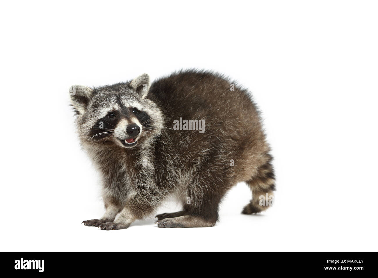 Raccoon (Procyon lotor). Adult standing, seen side-on. Studio picture against a white background. Germany Stock Photo