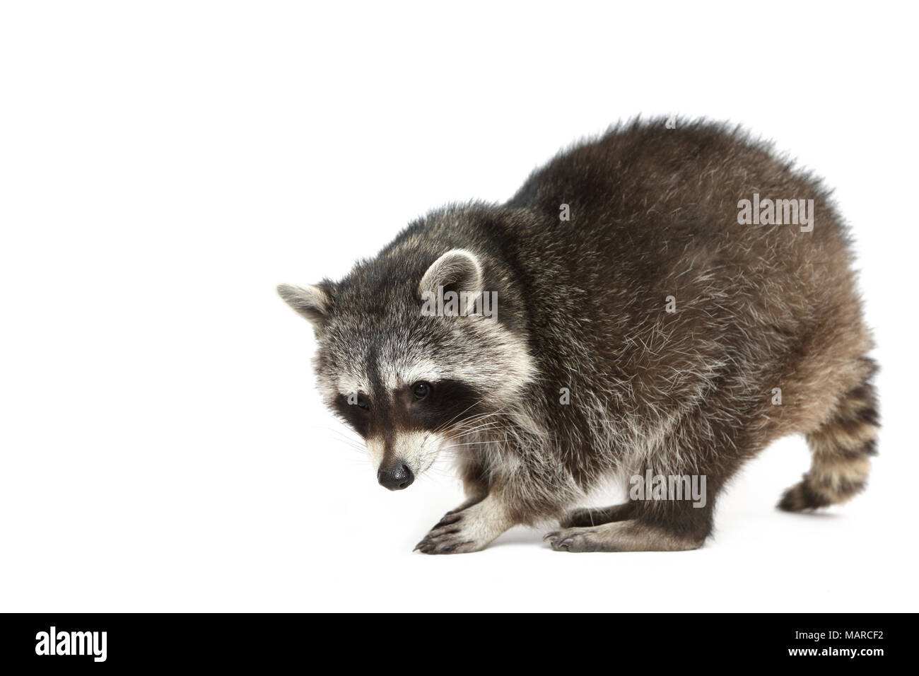 Raccoon (Procyon lotor). Adult standing, seen side-on. Studio picture against a white background. Germany Stock Photo