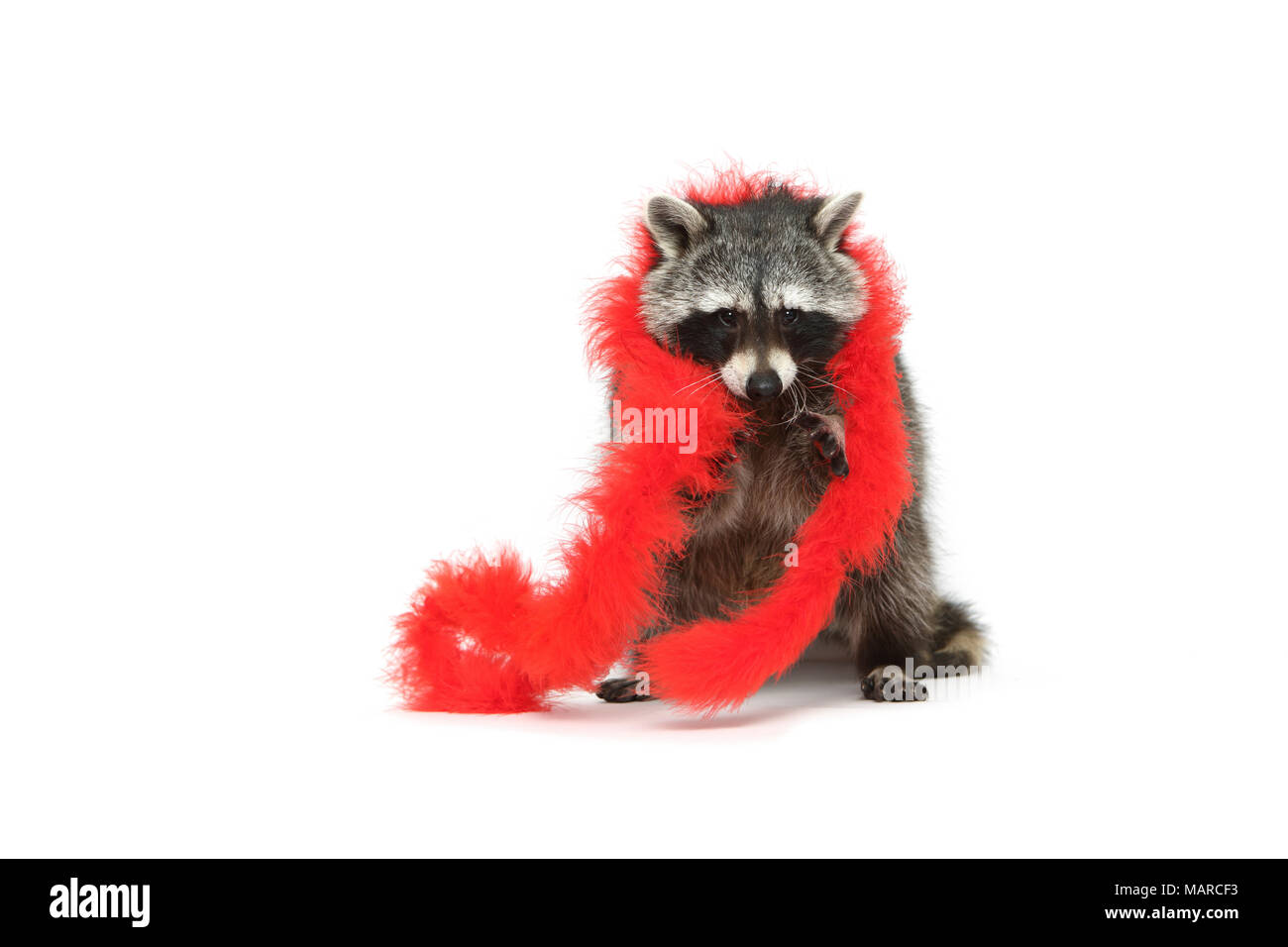Raccoon (Procyon lotor). Adult sitting, wearing a red feather boa. Studio picture against a white background. Germany Stock Photo