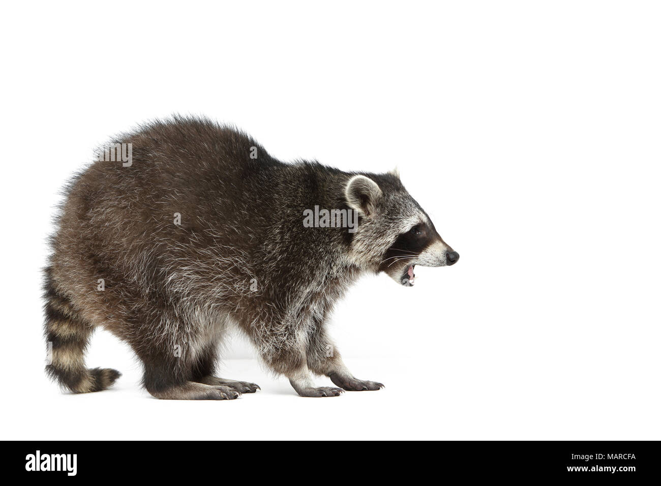 Raccoon (Procyon lotor). Adult standing, seen side-on. Studio picture against a white background. Germany Stock Photo