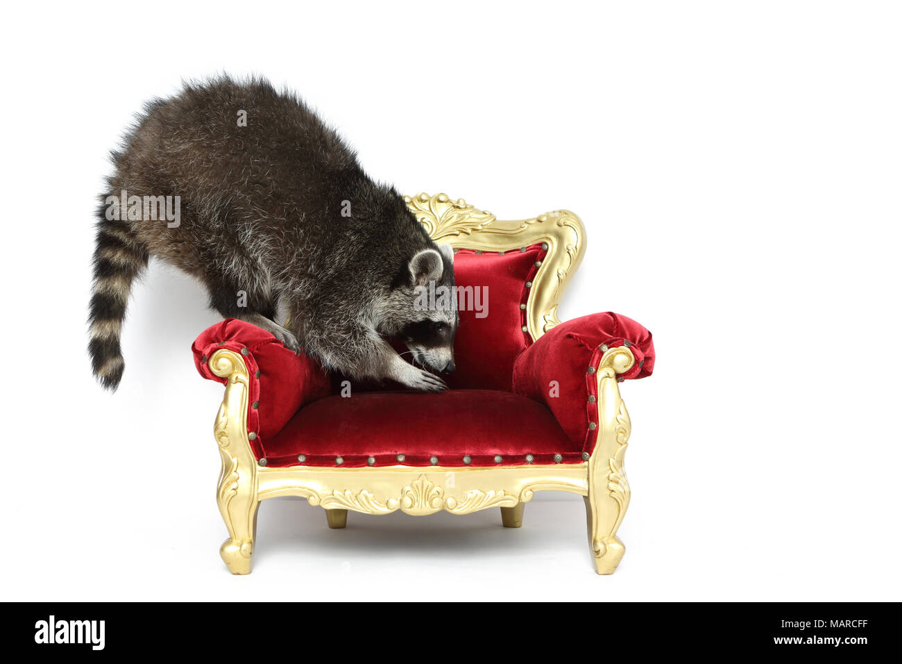 Raccoon (Procyon lotor). Adult climbing on a baroque armchair. Studio picture against a white background. Germany Stock Photo
