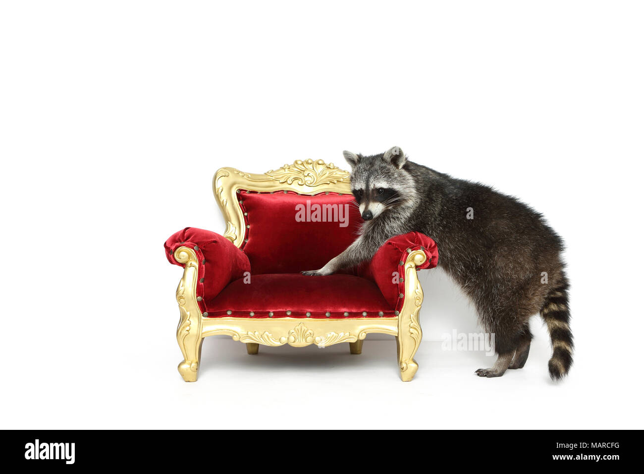 Raccoon (Procyon lotor). Adult climbing on a baroque armchair. Studio picture against a white background. Germany Stock Photo